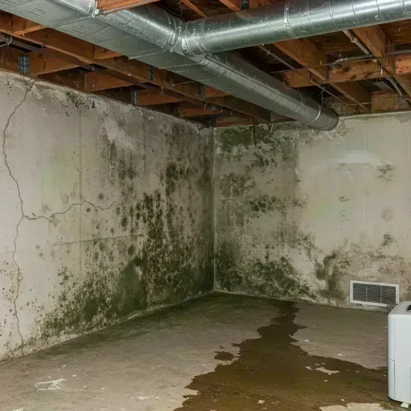 Professional Mold Removal in Winfield, IL